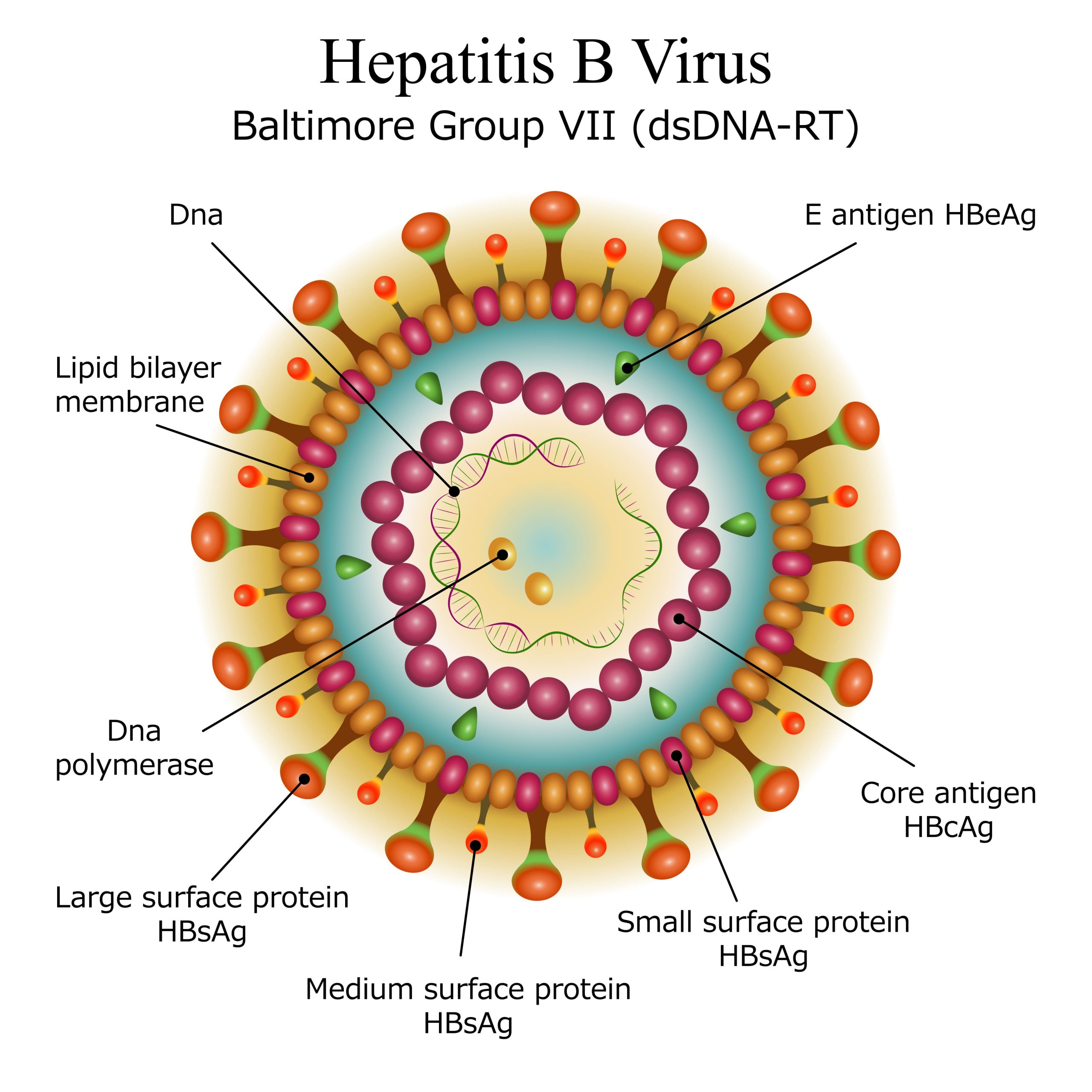 Hepatitis B